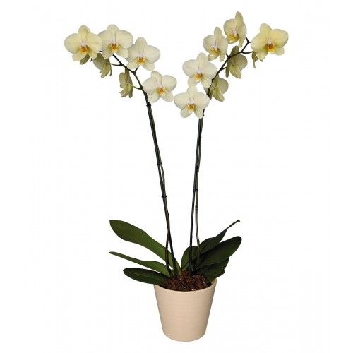 White Orchid