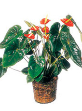 Anthurium