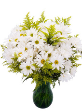 White Daisies