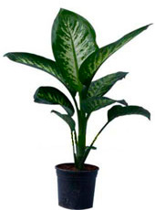 Dieffenbachia