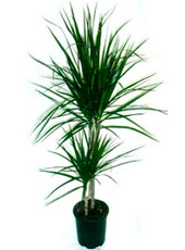 Dracena 2li