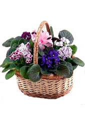 Violet Basket