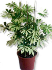 Schefflera